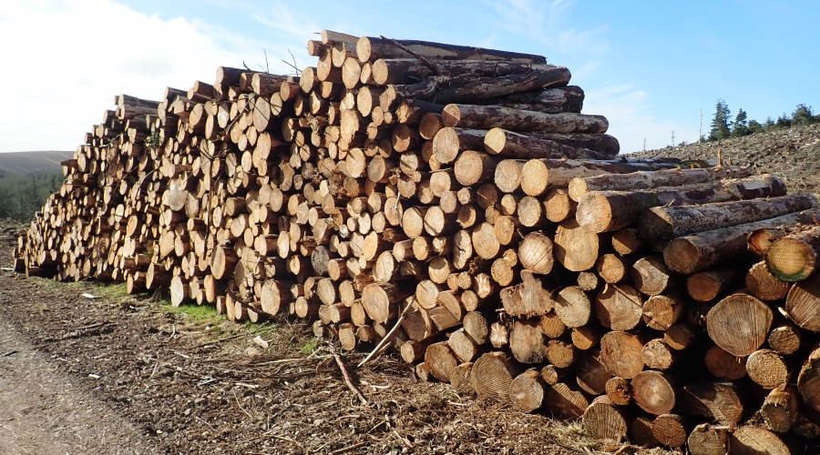 Russian Sanctions Increase Demand for UK Timber Products