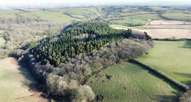 Wort Wood and Paddock